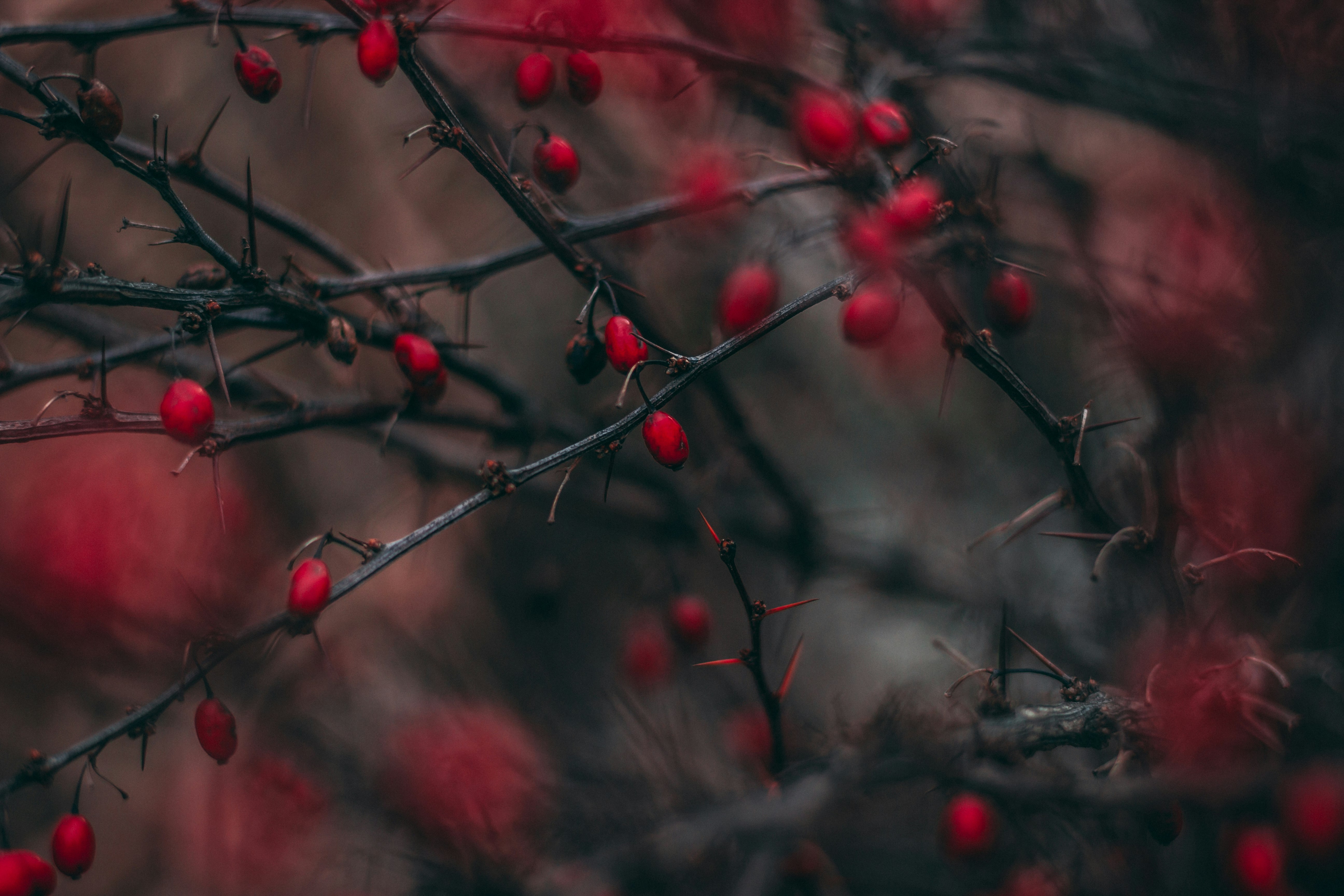 red cherry fruits